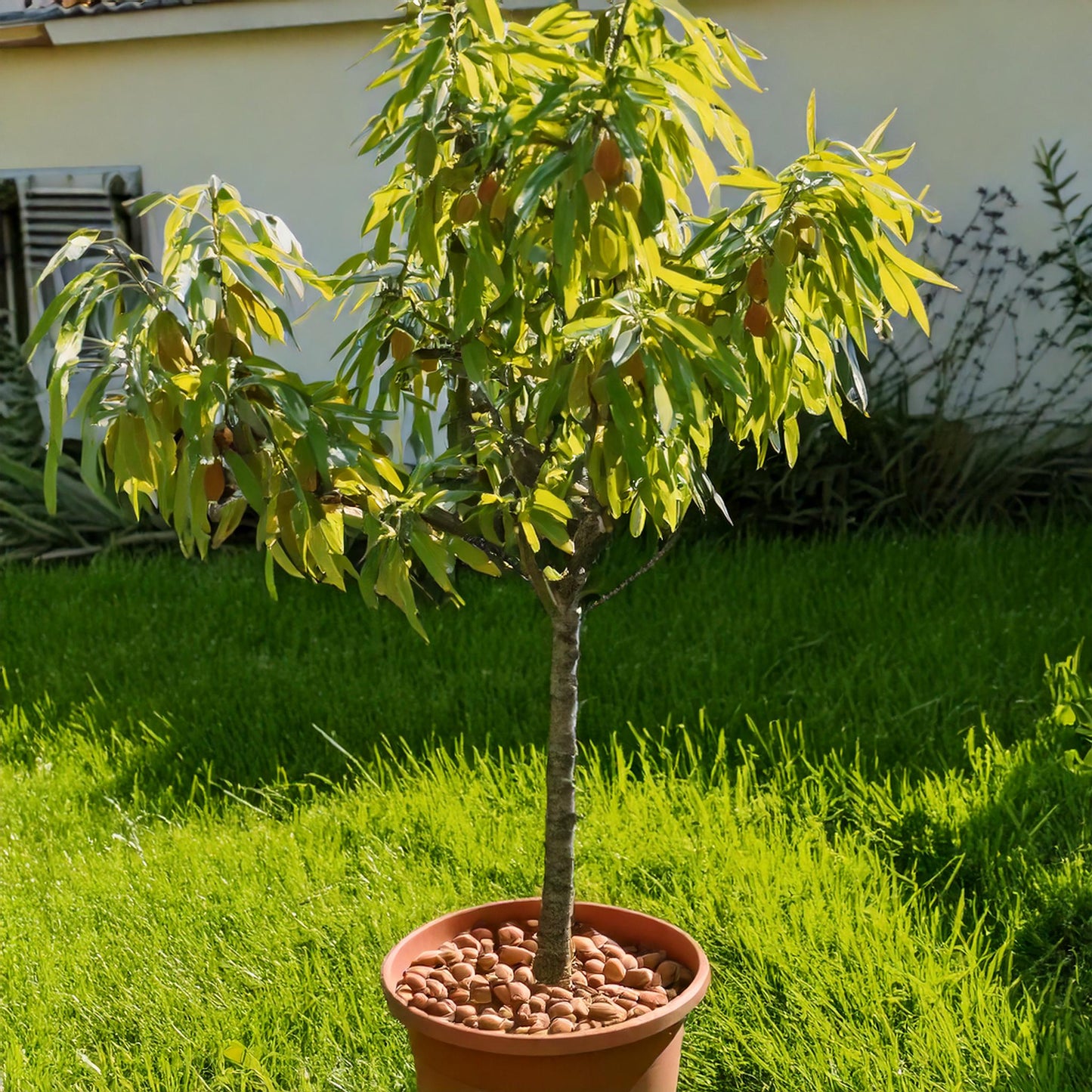 Migdal Avijor