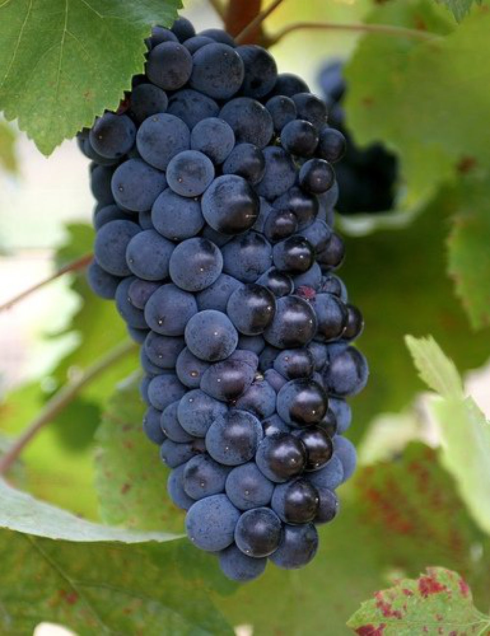 Viță De Vie  Pinot Noir